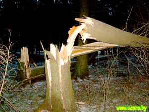 От балтийского шторма пострадал сенненский парк