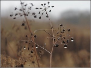 Кастрычніцкая імжачка