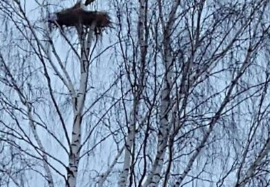 Жители агрогородка Богданово своими руками сделали гнездо для аистов Жители агрогородка Богданово своими руками сделали гнездо для аистов