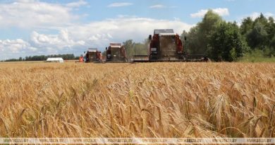 Половину площадей зерновых и зернобобовых убрали в Витебской области