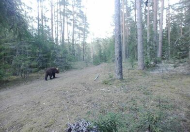 В Мошканском сельсовете Сенненского района был замечен медведь