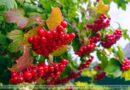 До +23°С, переменная облачность будет сегодня в Беларуси