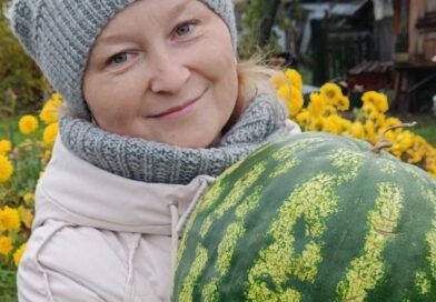 Полосатые, сочные, вкусные: хорошим урожаем арбузов может похвастаться сенненка Алеся Ковшер Полосатые, сочные, вкусные: хорошим урожаем арбузов может похвастаться сенненка Алеся Ковшер