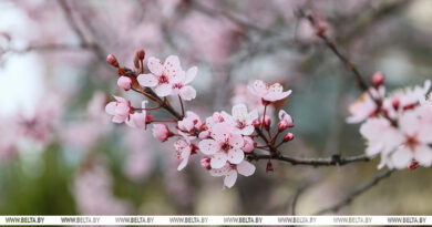 Снова снег и ночные заморозки? Какую погоду принесут в Беларусь «ныряющие» циклоны