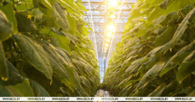 В Беларуси разрабатывают светодиодные светильники, которые позволят извлечь больше антиоксидантов из растений