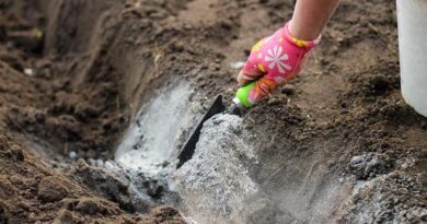 Огород без хлопот: древесная зола – отличное природное удобрение