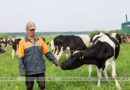 Хозяйства Сенненщины начали перевод скота на «зеленый корм»