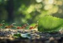 Муравьи — не приговор: 3 эффективных способа избавиться от них на своем участке