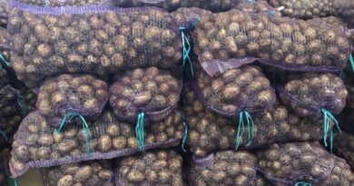 Огород без хлопот: как хранить картофель