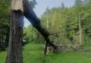 Непогода «наломала дров» на Сенненщине