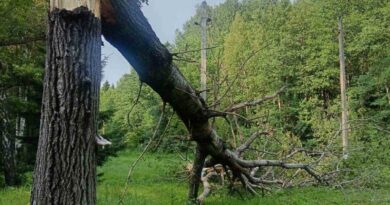 Непогода «наломала дров» на Сенненщине Непогода «наломала дров» на Сенненщине