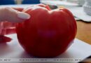 Сенненцев приглашают поделиться своими огородными рекордами